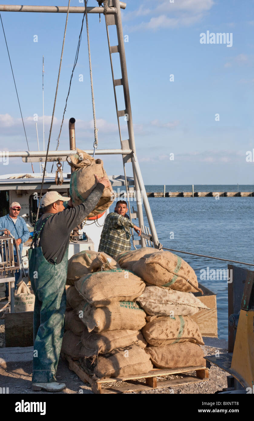 Oyster harvest, crew unloading bagged oysters from boat, Stock Photo