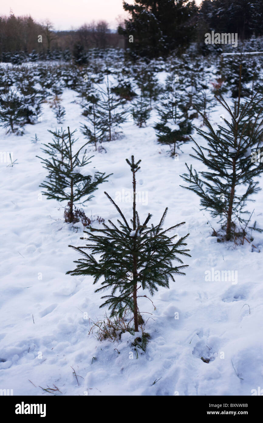 Young Christmas trees growing in snowy plantation on private land in