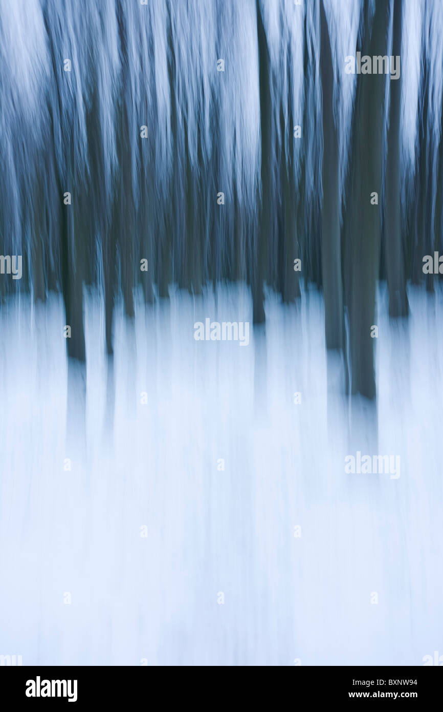 Blurred English woodland landscape of straight trees and winter snows. Stock Photo