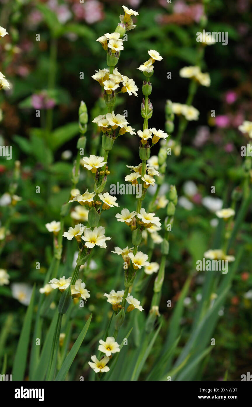 Yellow garden flower of Iris family Sisyrinchium striatum Stock Photo