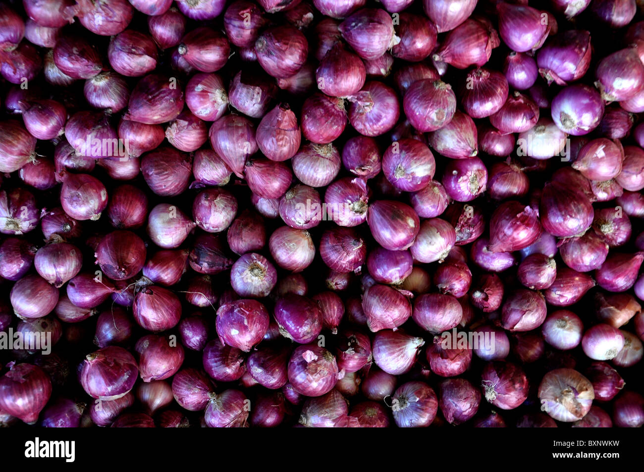 Allium cepa onions hi-res stock photography and images - Alamy