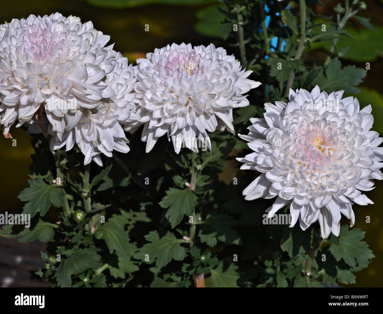 Chrysanthemum asteraceae hi-res stock photography and images - Alamy