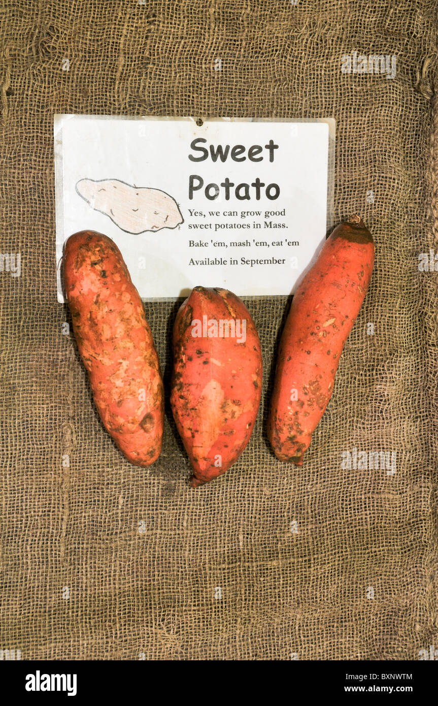 Three sweet potatoes on burlap background with shareholder farm explanatory sign Stock Photo