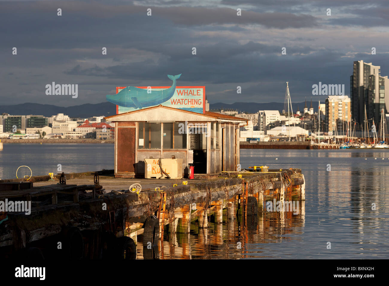Whale watching reykjavik hi-res stock photography and images - Alamy