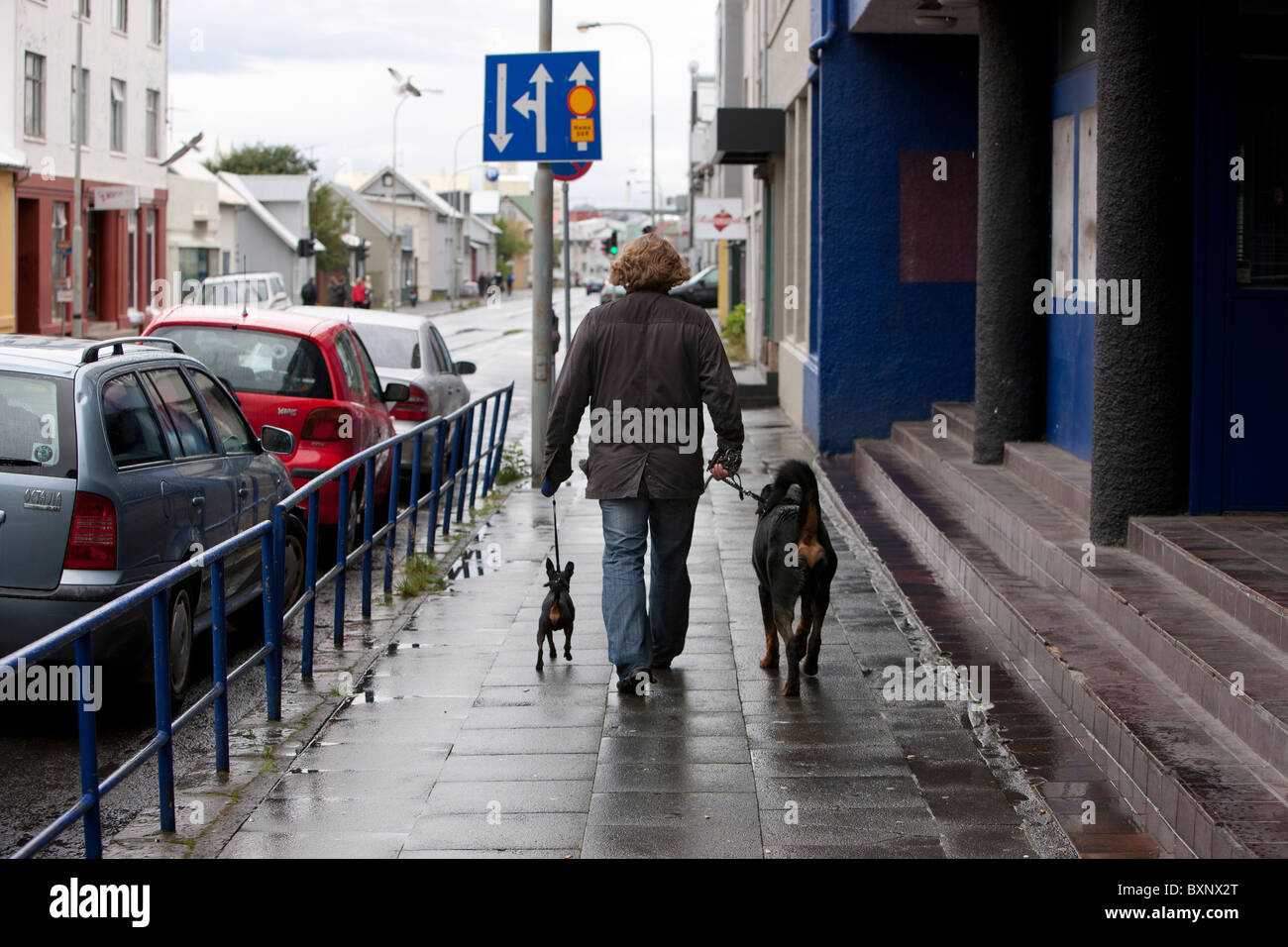 Man walking with two dogs, one large and one very small Stock Photo