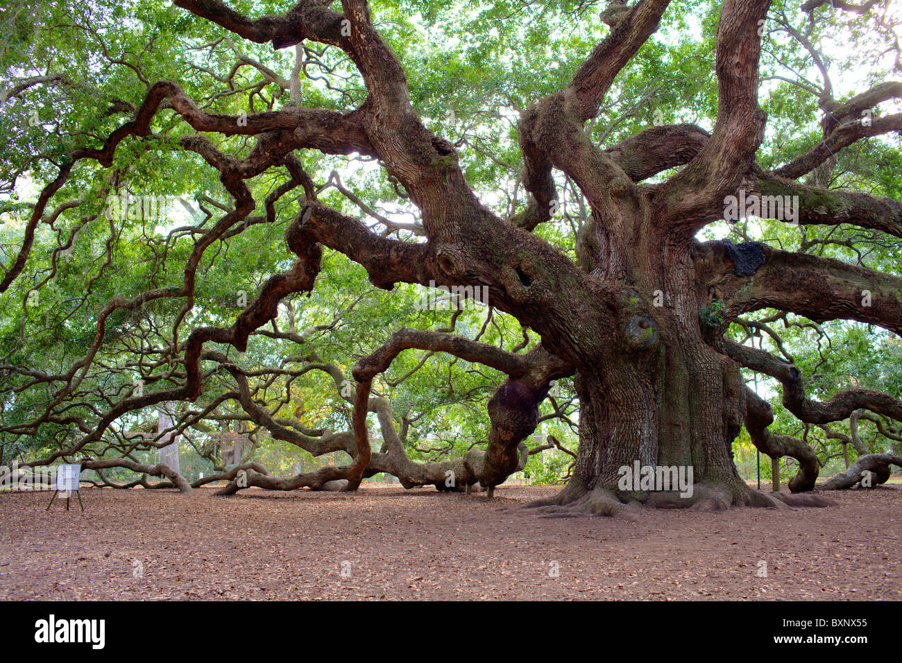 Angel oak and charleston hires stock photography and images Alamy