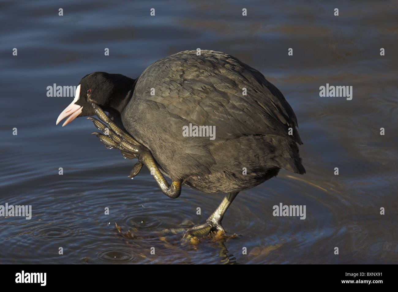 Eurasian Coot scratching Stock Photo Alamy