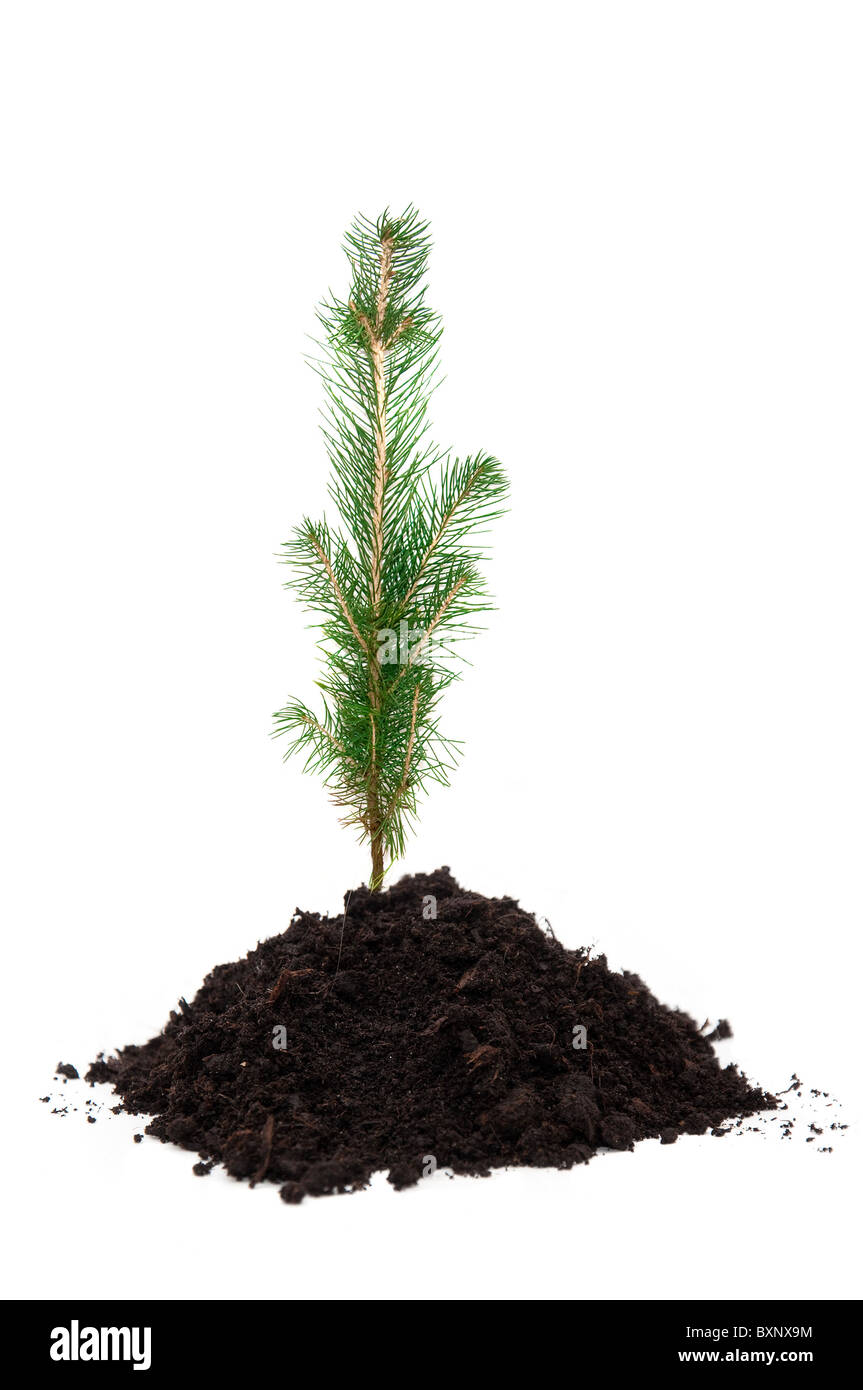 A small evergreen tree in soil, over a white background Stock Photo Alamy