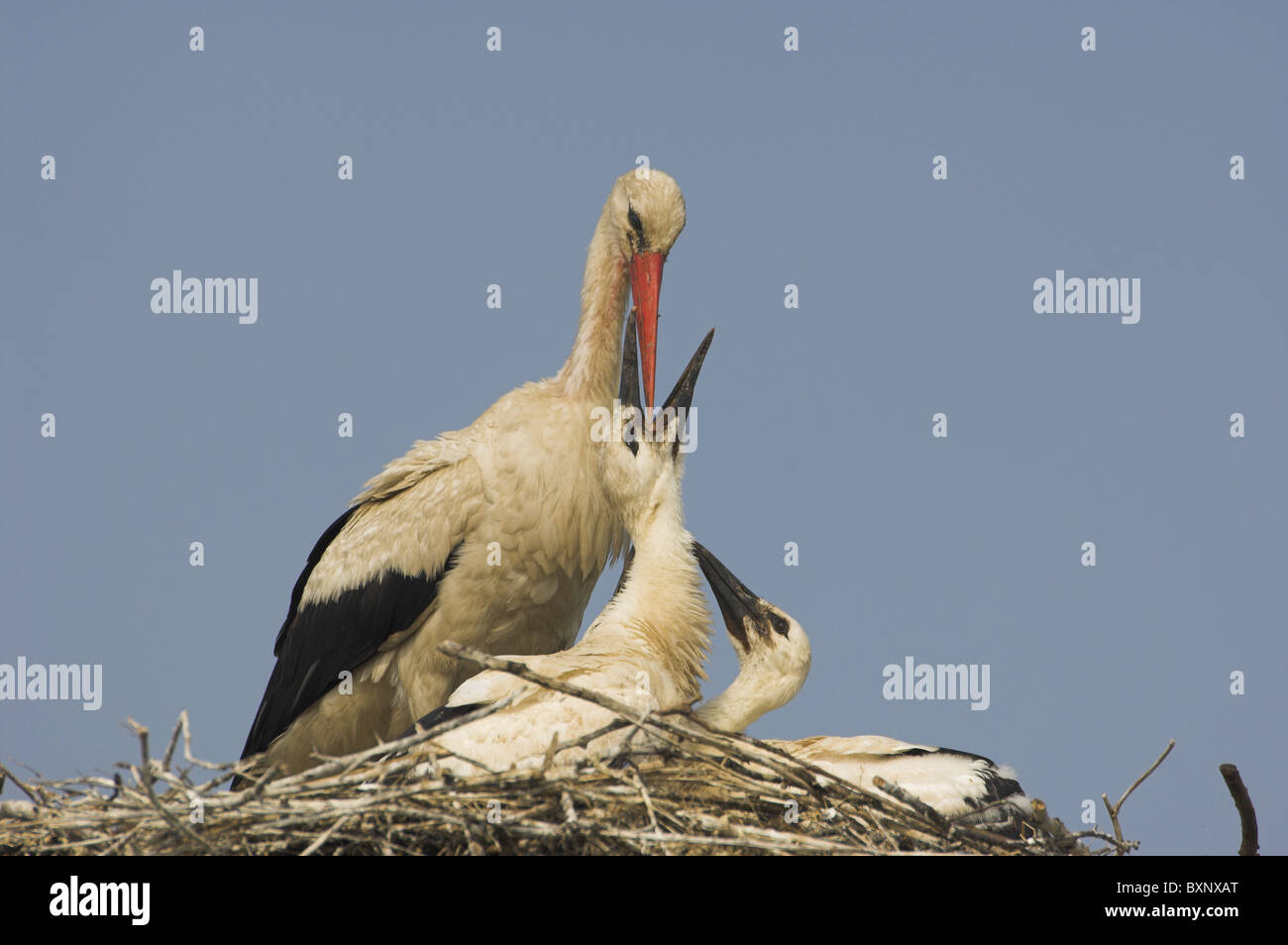 White Stork with fledglings Stock Photo