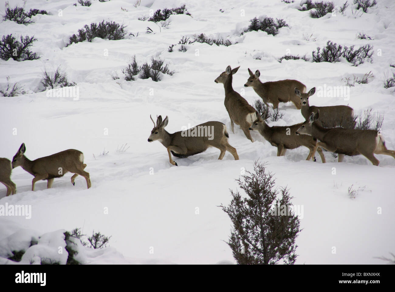Mule deer herd in deep snow, Cordillera, Colorado Stock Photo