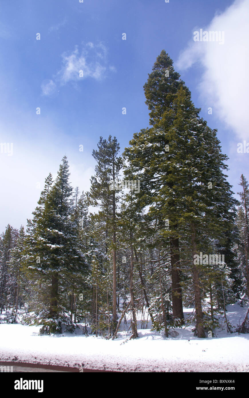 Late spring snow on pine forest, Central Oregon Stock Photo - Alamy