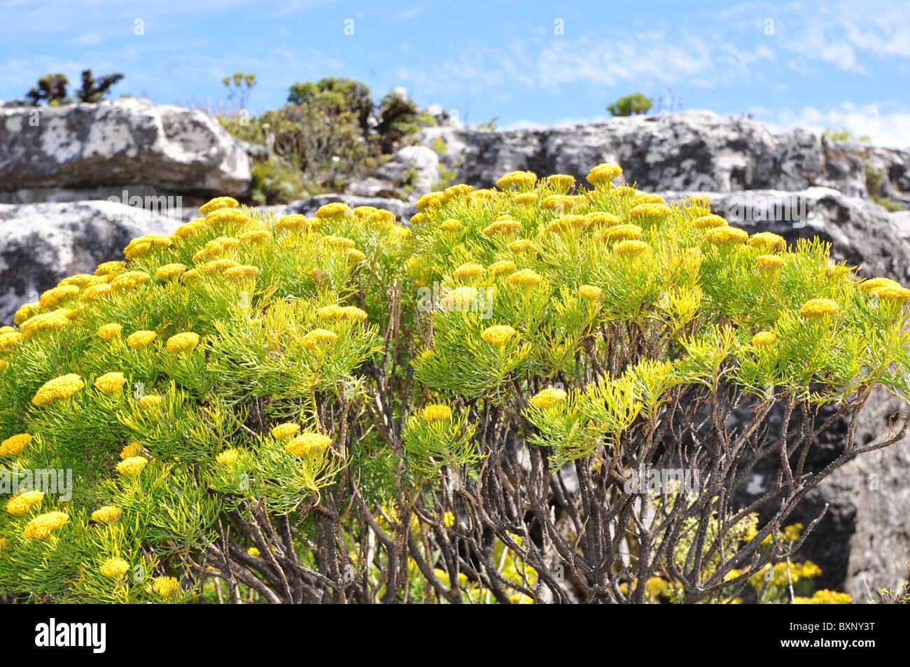 Flora on table mountain hires stock photography and images Alamy