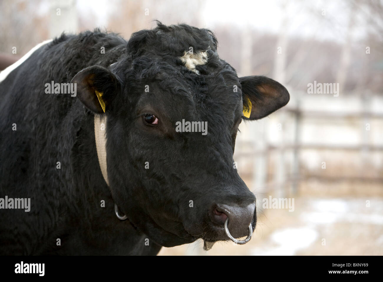 176 Thick Nose Ring Images, Stock Photos, 3D objects, & Vectors |  Shutterstock