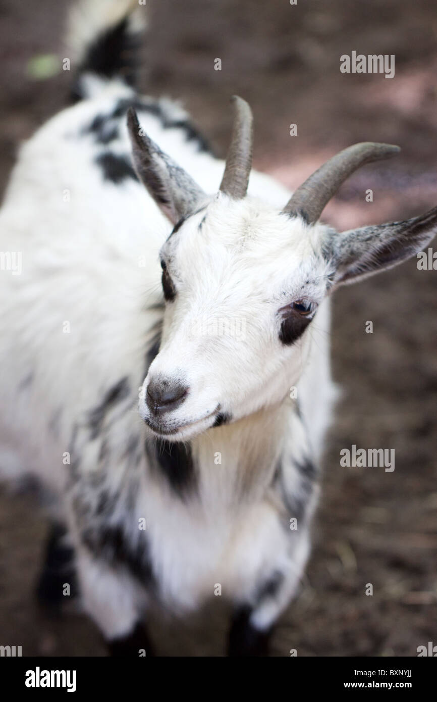 Pygmy goat male hires stock photography and images Alamy