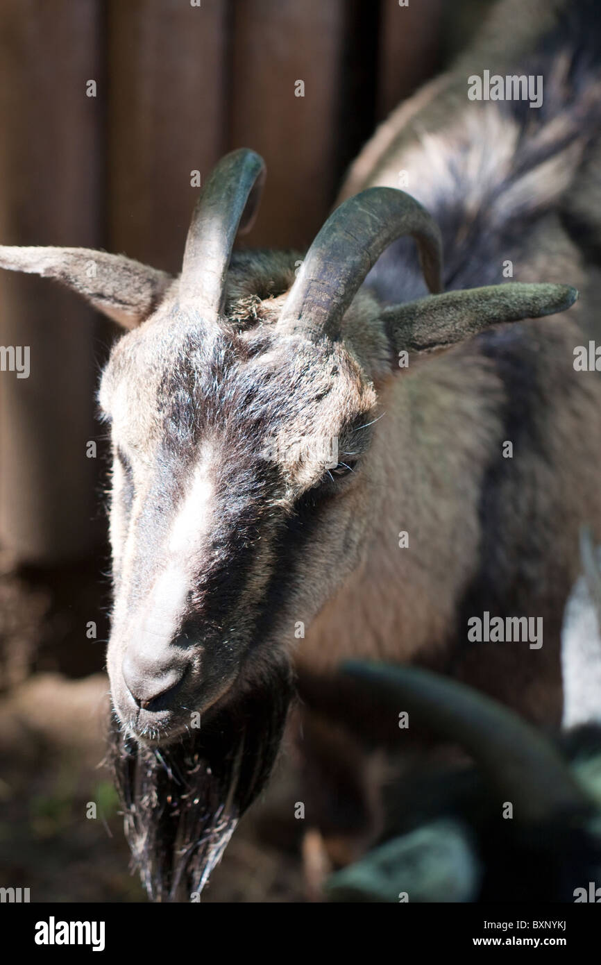Adult male pygmy goat hires stock photography and images Alamy