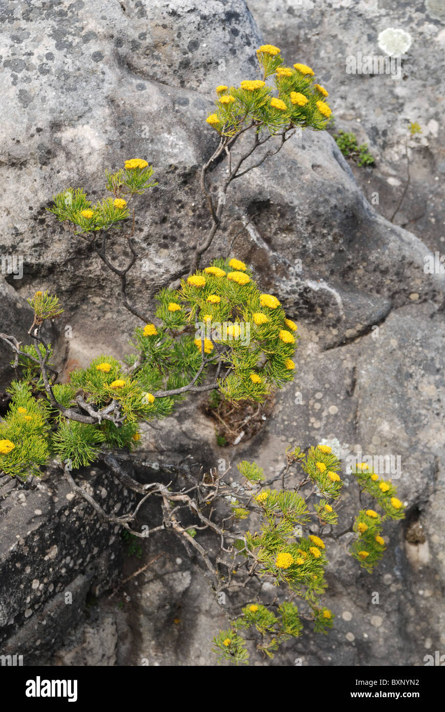 Flora on Table Mountain, Cape Town, South Africa Stock Photo