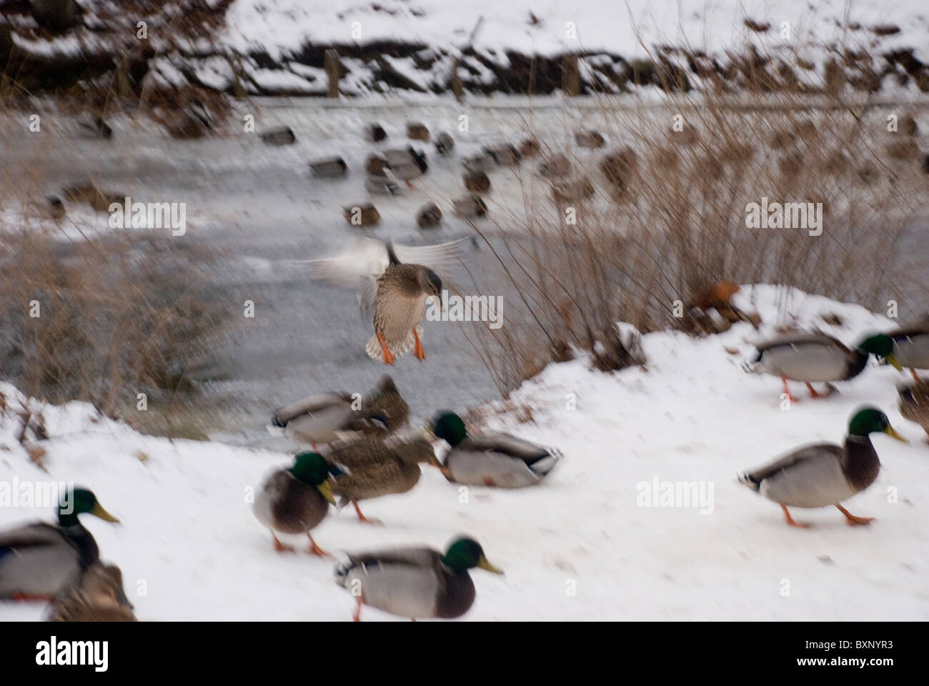 Duck arriving for a feast Stock Photo - Alamy