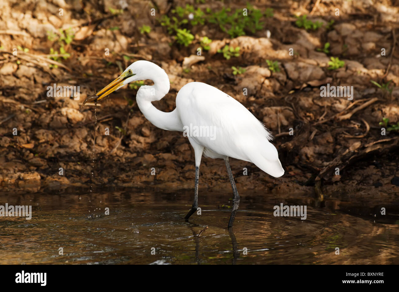 gray heron Stock Photo