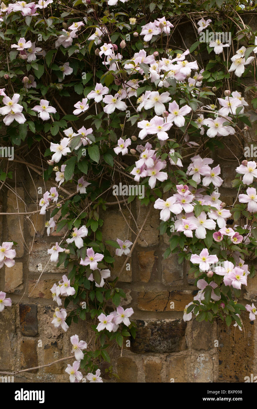 Clematis montana plant growing on wall in Pergola Hill Garden, Hampstead, London Stock Photo