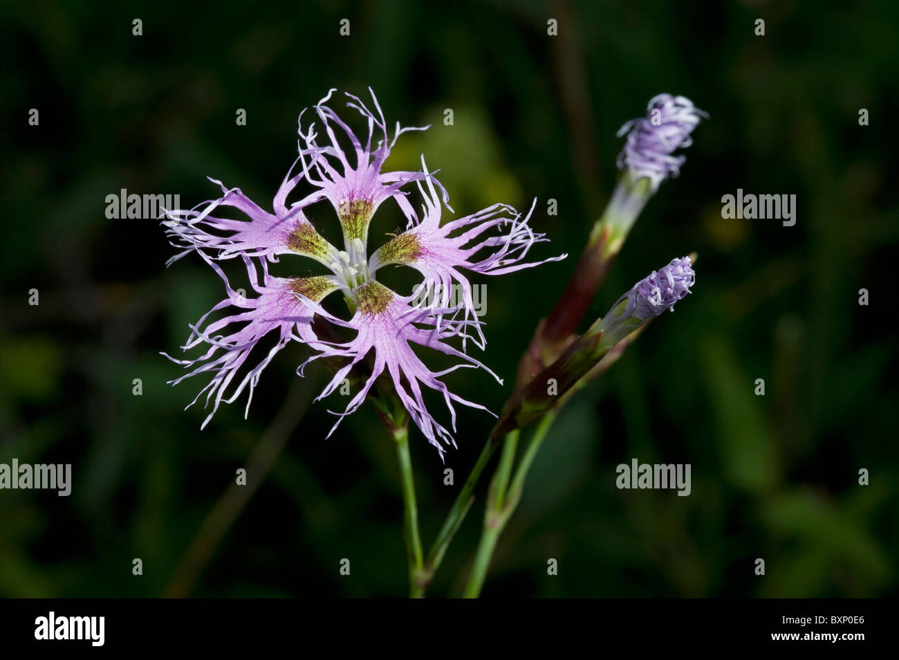 Fringed Pink (Dianthus sternbergii) Stock Photo