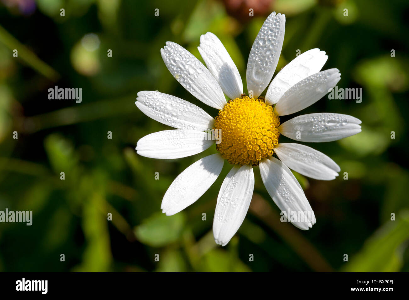 Oxeye Daisy (Leucanthemum vulgare), with dew Stock Photo