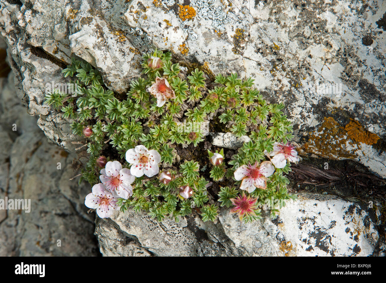 Pink Cinquefoil (Potentilla nitida) Stock Photo