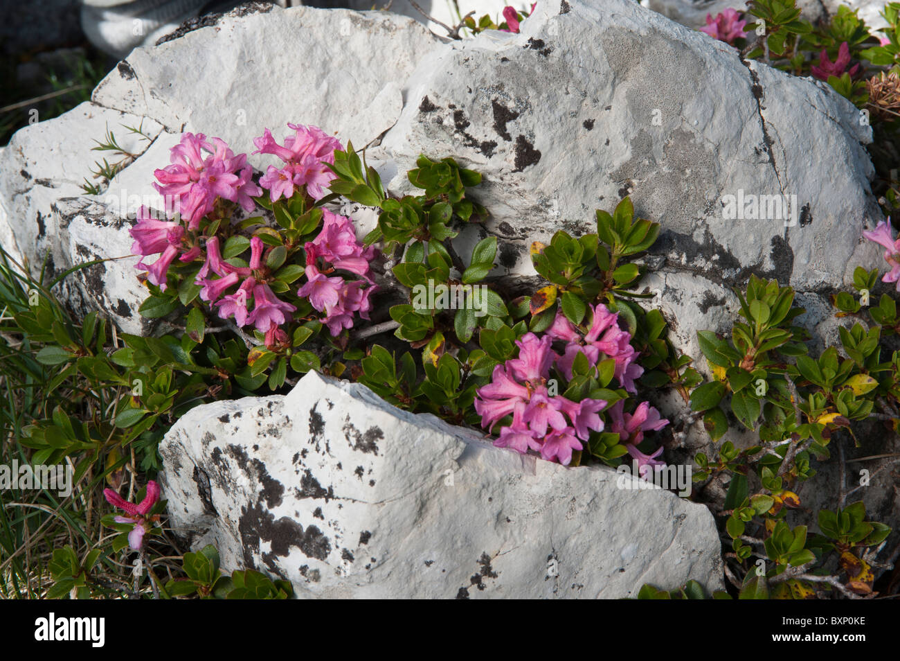 Hairy Alpenrose (Rhododendron hirsutum) Stock Photo