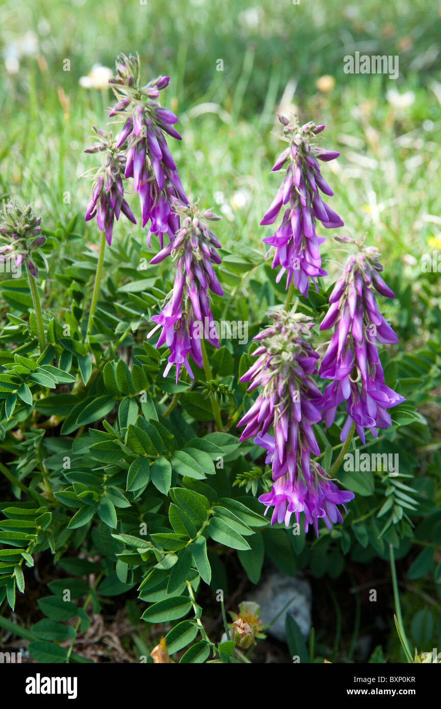 Alpine Sainfoin (Hedysarum hedysaroides ss. hedysaroides) Stock Photo