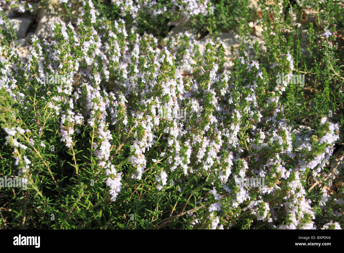 White heather flowers blossoming on a slope of Osorscica mount on Losinj Island, Croatia Stock Photo
