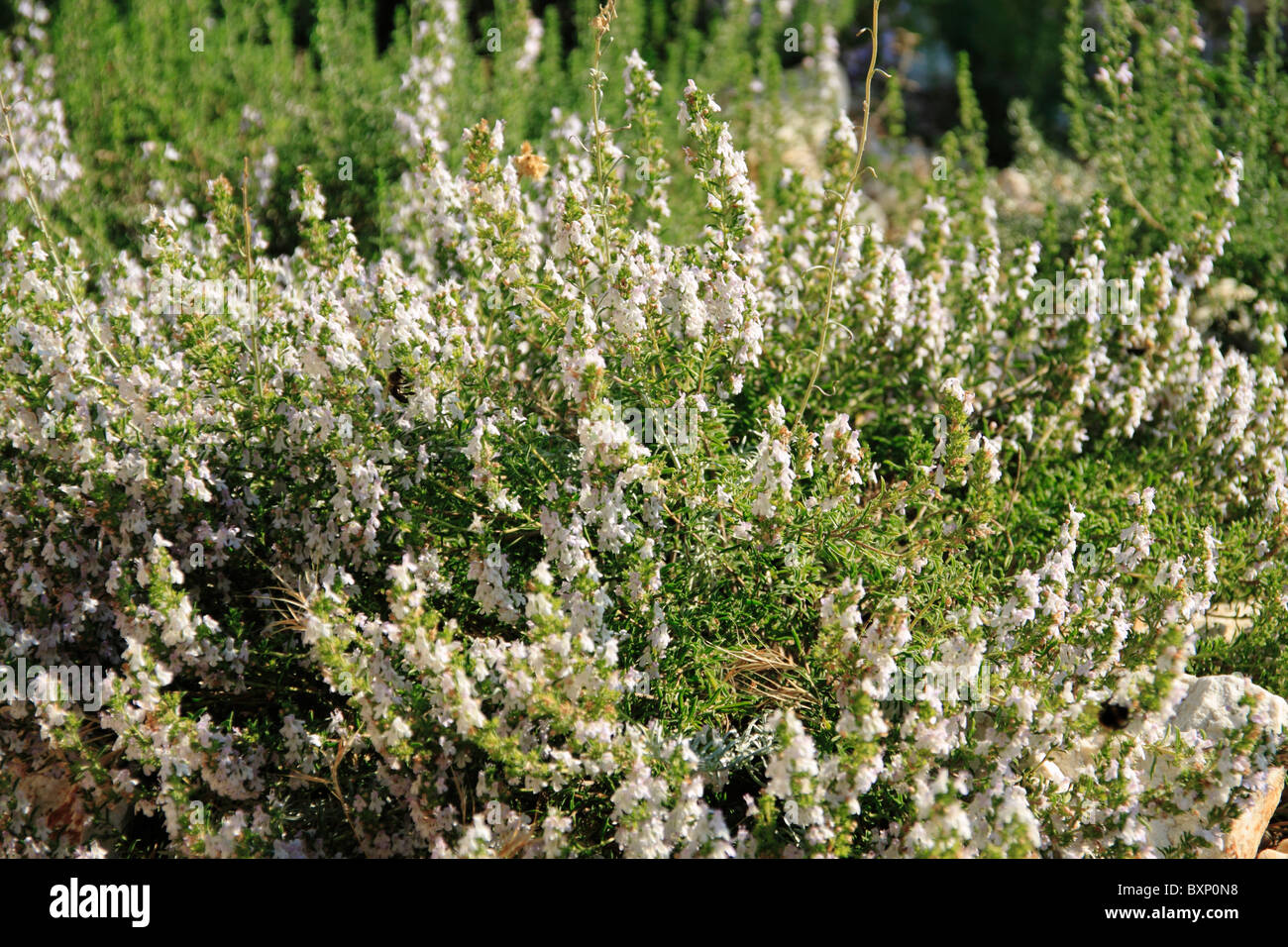 White heather flowers blossoming on a slope of Osorscica mount on Losinj Island, Croatia Stock Photo