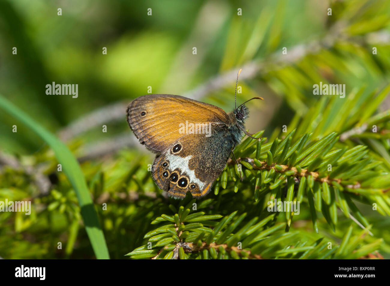 Pearly Heath butterfly (Coenonympha arcania) Stock Photo
