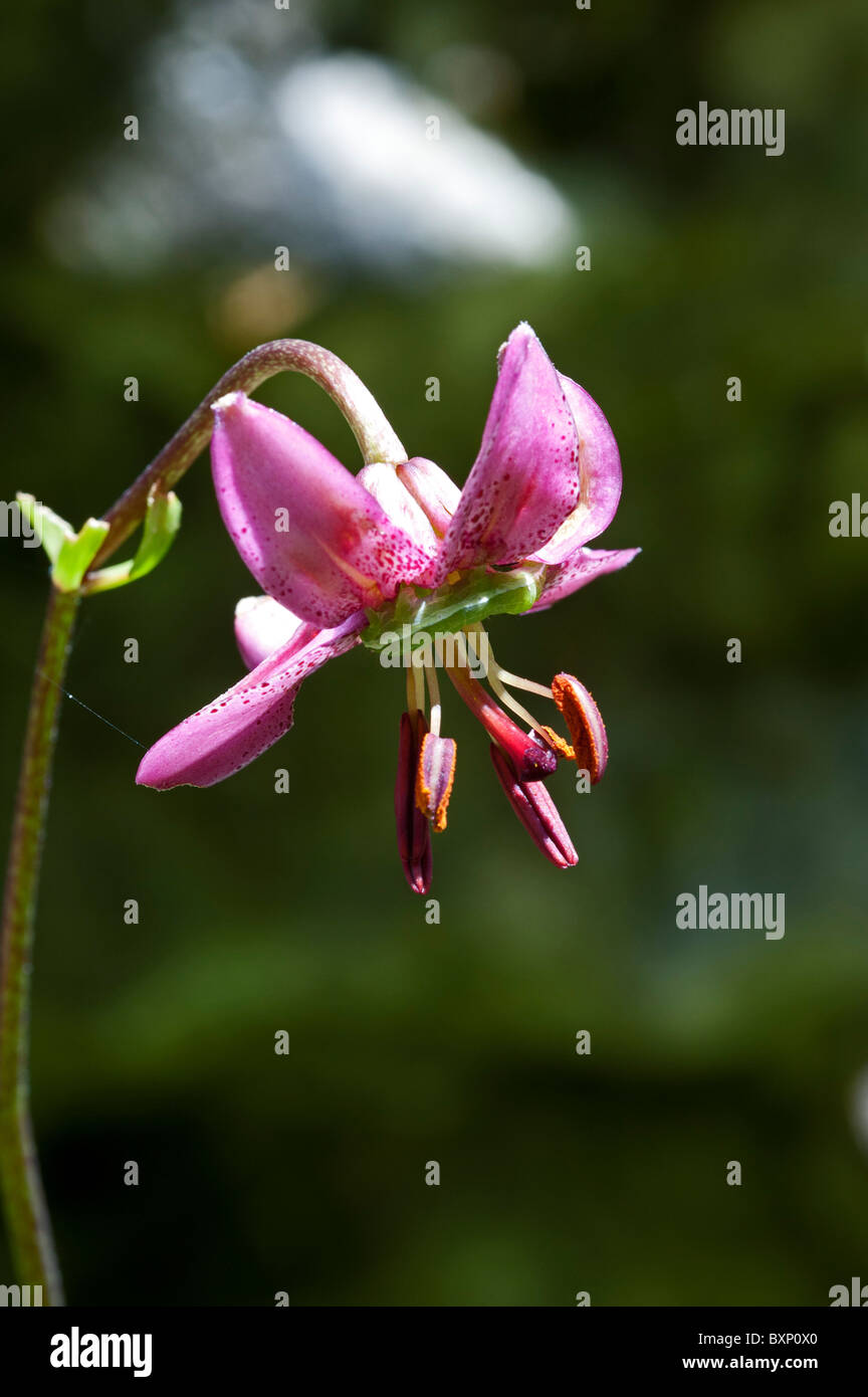 Martagon Lily (Lilium martagon), with caterpillar Stock Photo Alamy