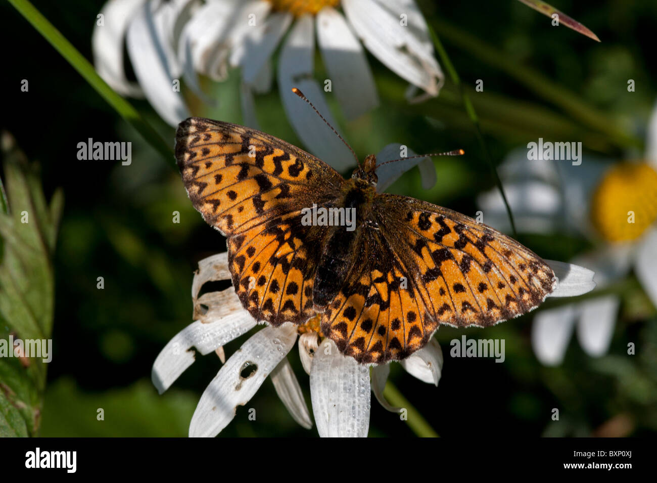 Titania's Fritillary butterfly (Boloria titania) Stock Photo