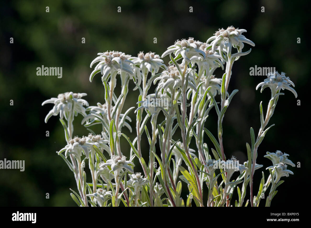 Edelweiss (Leontopodium alpinum) Stock Photo