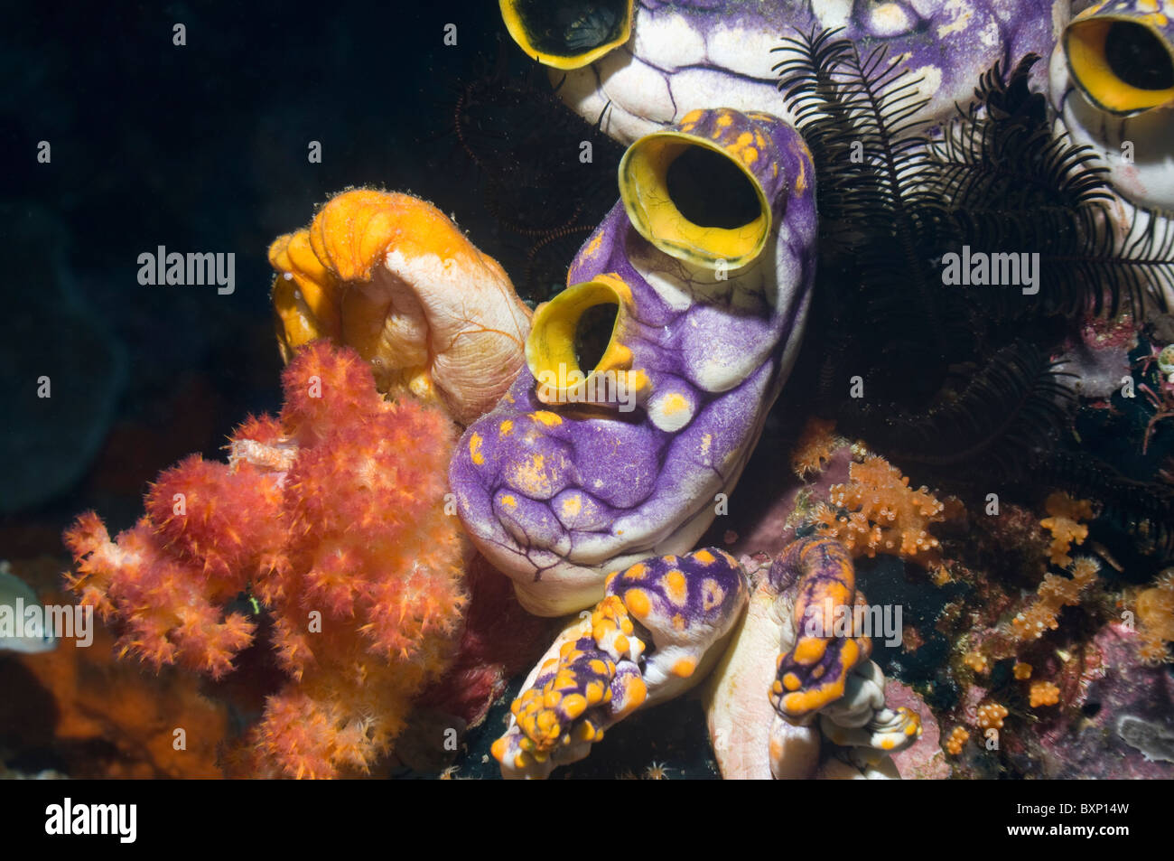 Tunicate or sea squirt (Polycarpa aurata). Misool, Raja Empat, West Papua, Indonesia. Stock Photo