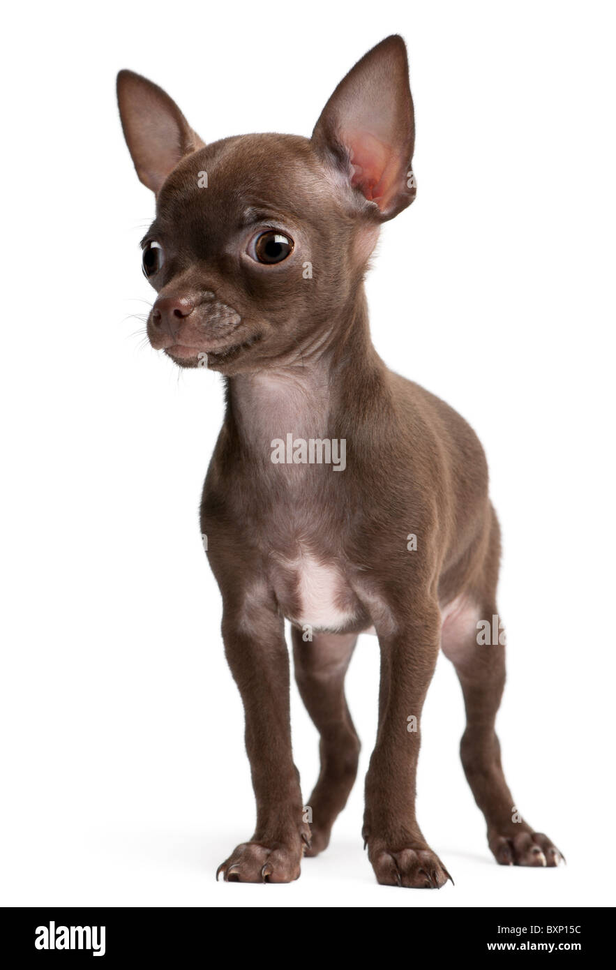 Chihuahua 10 weeks old sale
