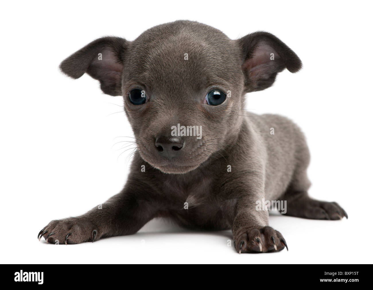 Chihuahua Puppy, 6 weeks old, lying in front of white background Stock  Photo - Alamy