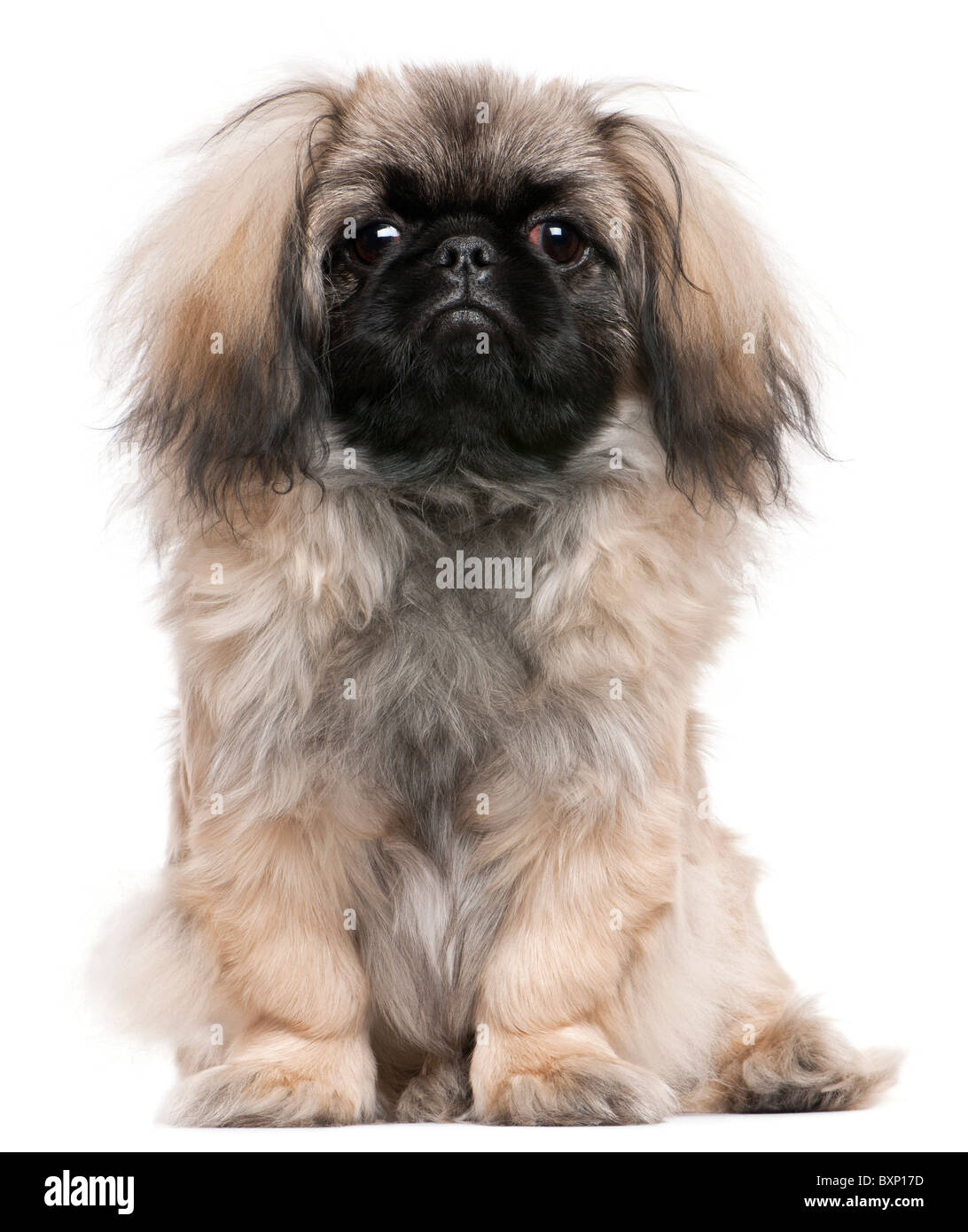 Pekingese puppy, 6 months old, sitting in front of white background Stock  Photo - Alamy