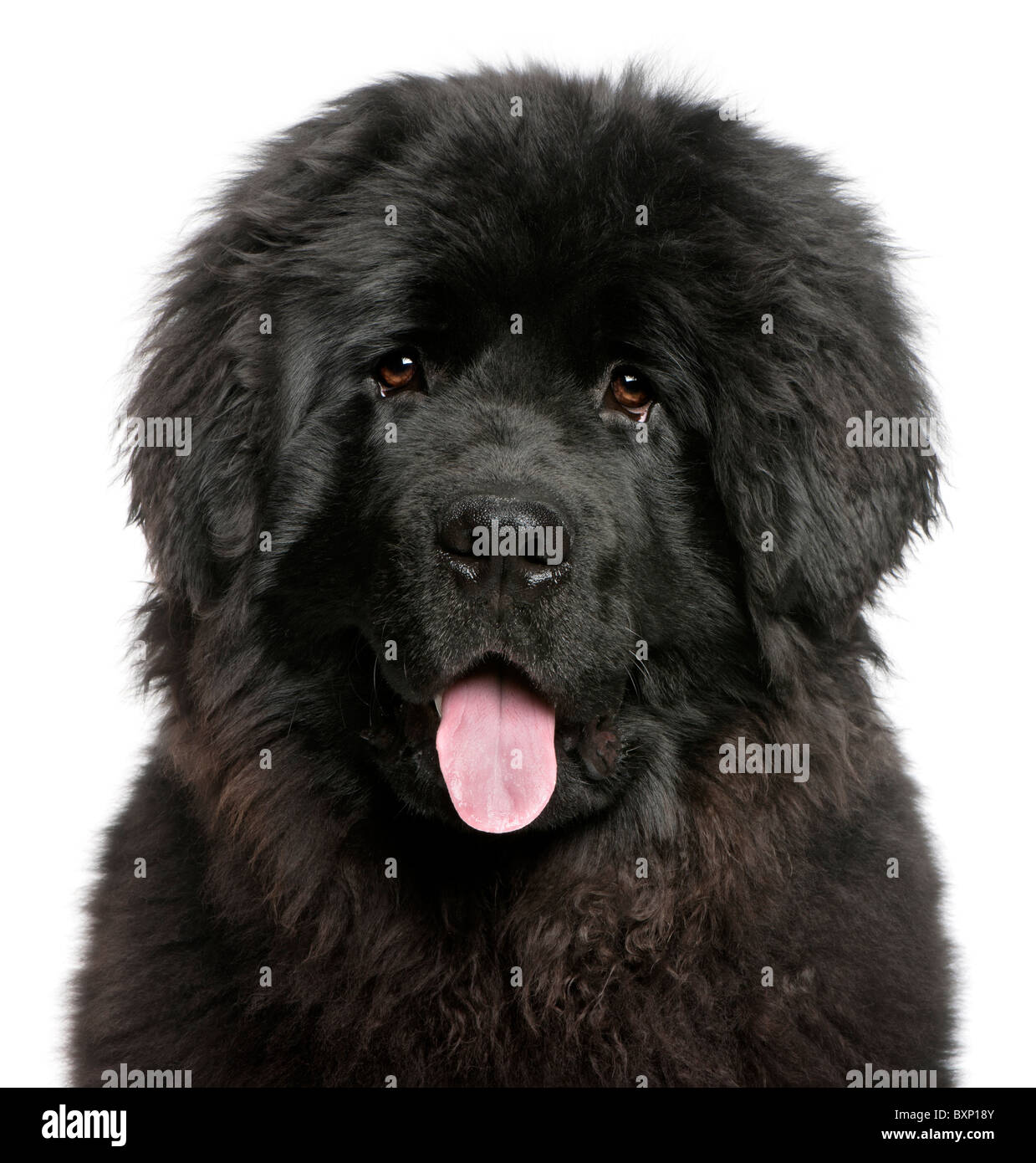 Newfoundland puppy with tongue out, 6 months old, in front of white background Stock Photo