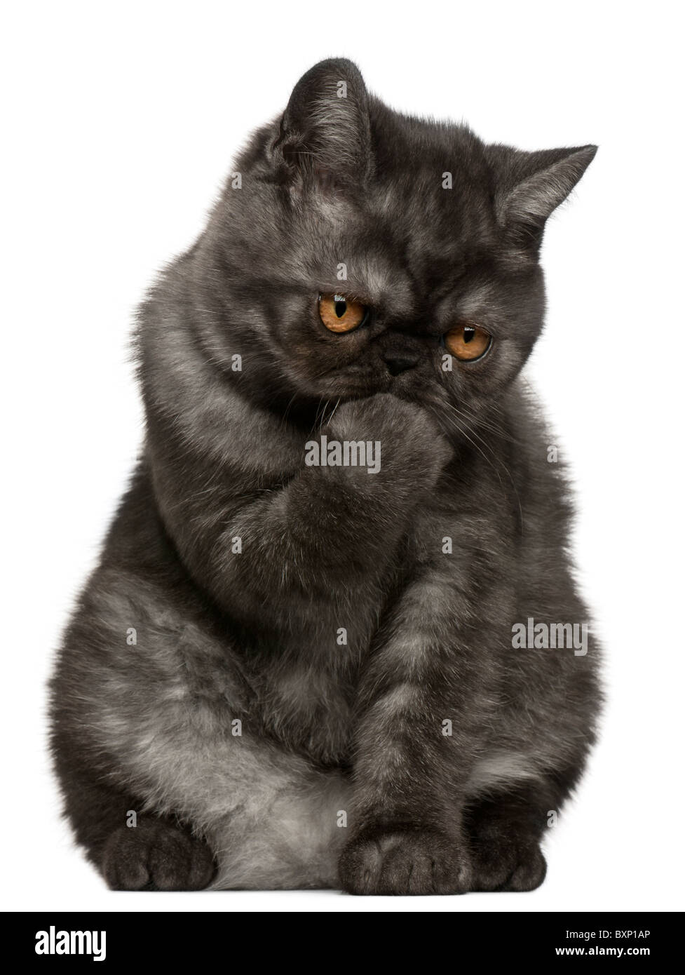 Exotic Shorthair Kitten 4 Months Old Sitting In Front Of White