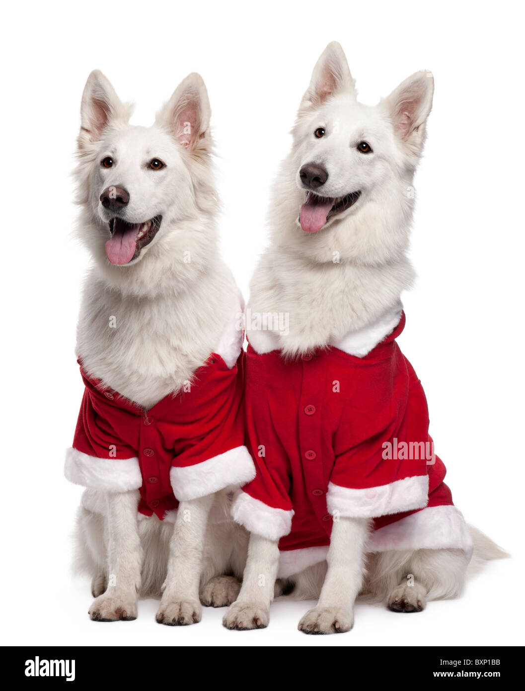 Berger Blanc Suisse or White Swiss Shepherd Dogs wearing Santa oufit, 2 years old, in front of white background Stock Photo
