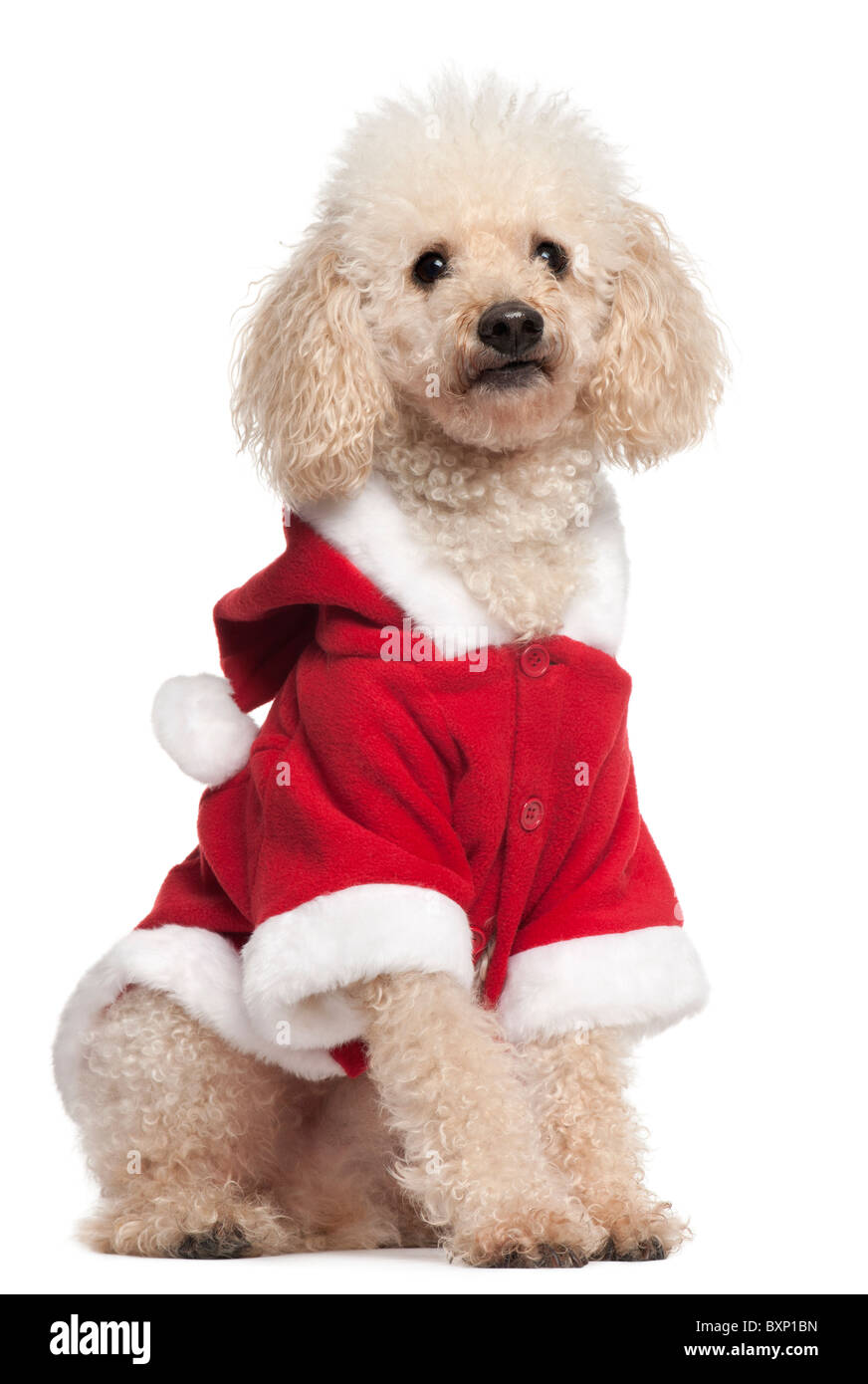 Poodle wearing Santa outfit, 8 years old, in front of white background Stock Photo