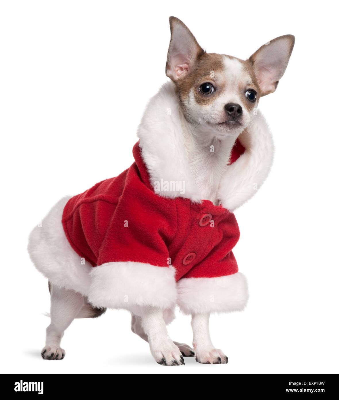 Chihuahua santa outfit online