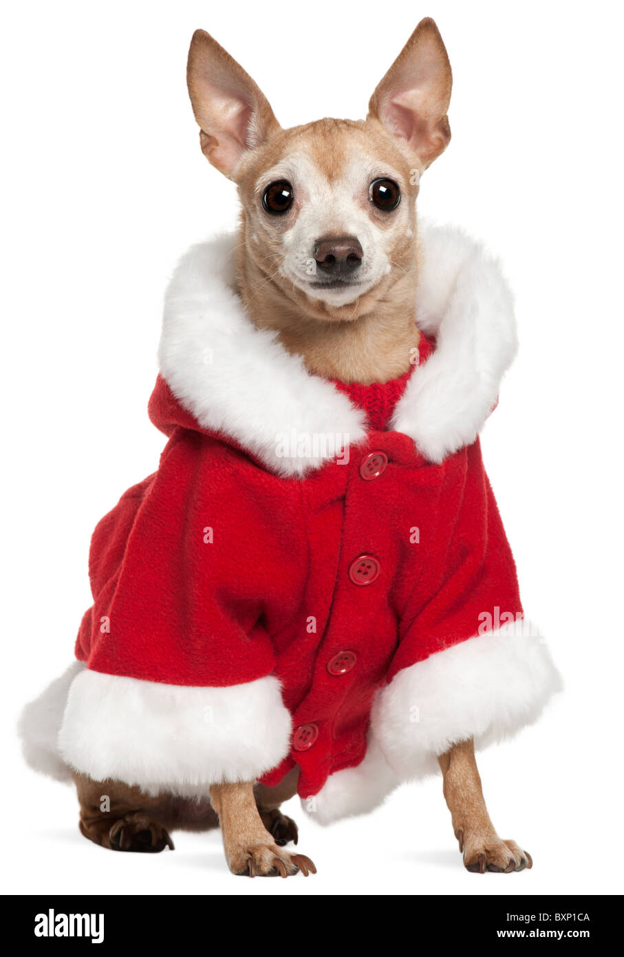 Mixed-breed dog wearing Santa outfit, 8 years old, in front of white background Stock Photo