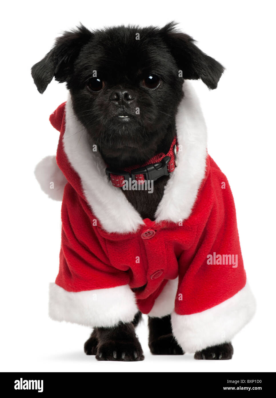 Mixed-breed dog wearing Santa outfit, 11 years old, in front of white background Stock Photo