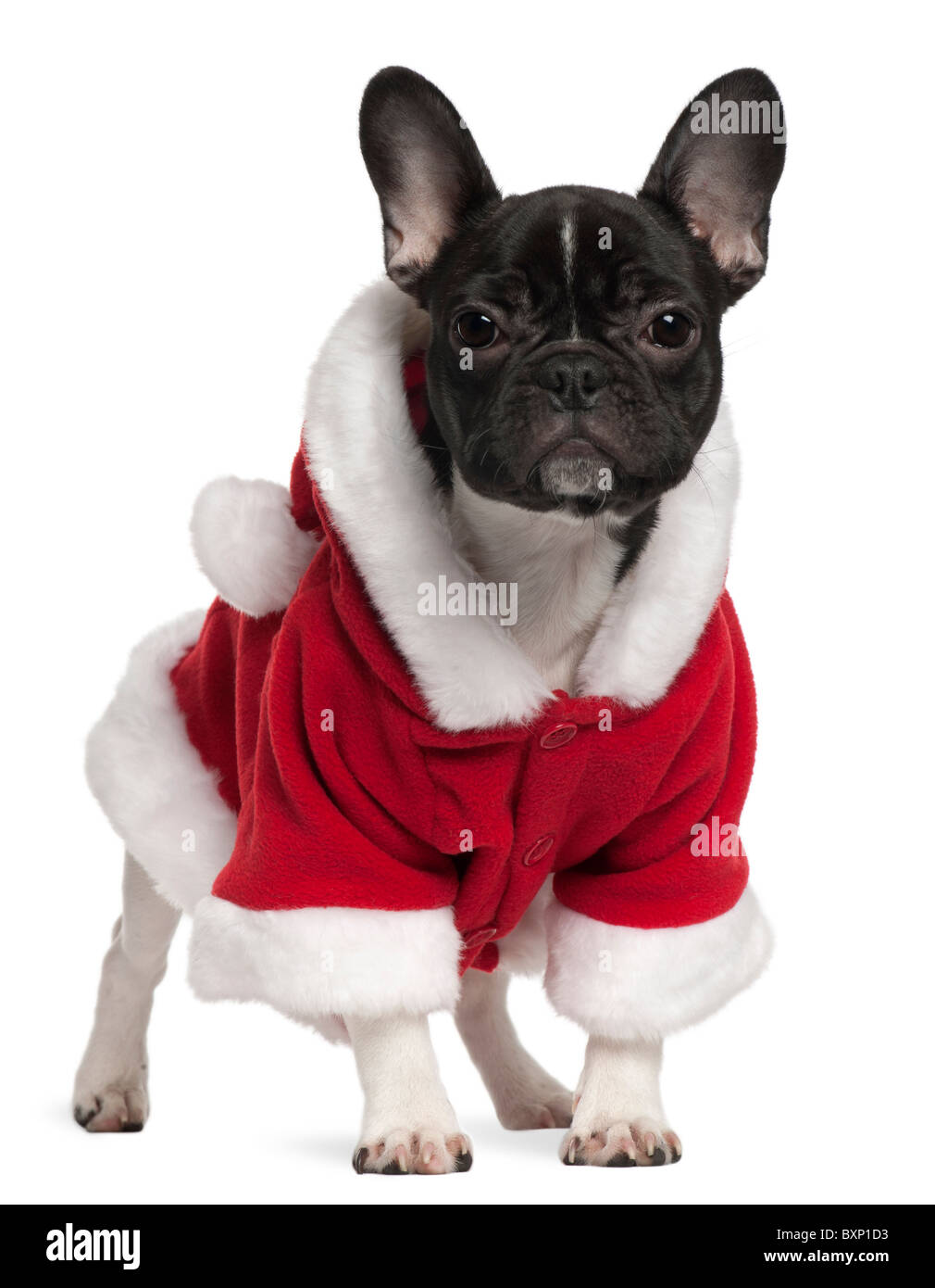 French bulldog top in christmas outfit