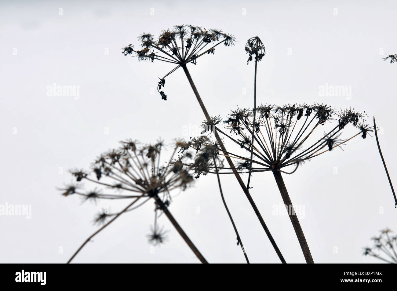 Cow Parsley in winter against snowy background Stock Photo