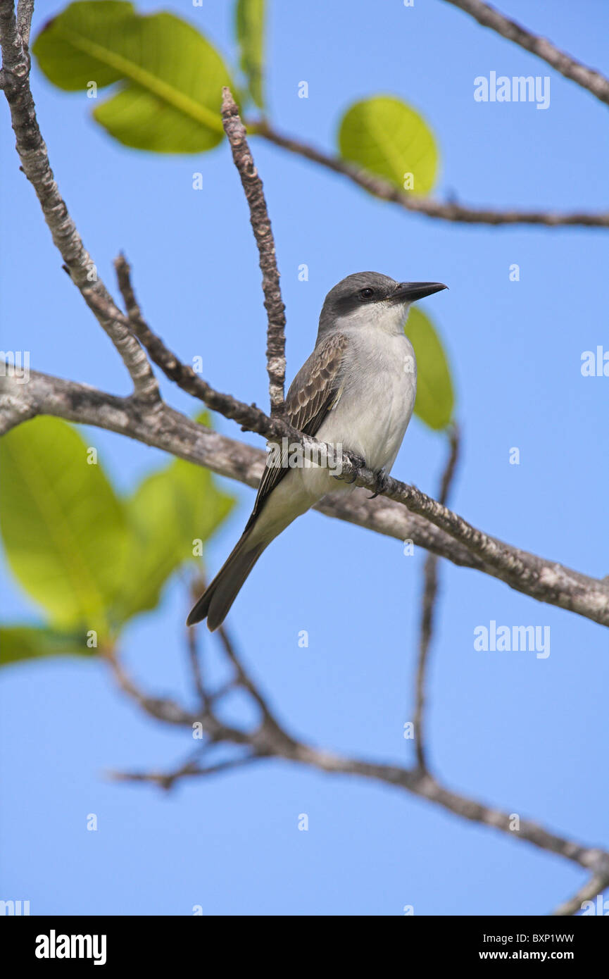 Grey Kingbird Tyrannus dominicensis Stock Photo Alamy