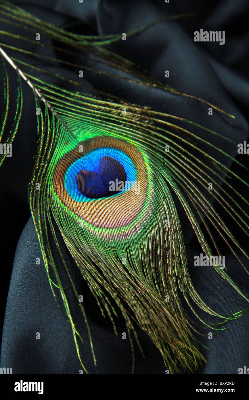 Feather of a peacock on a black silk background Stock Photo - Alamy