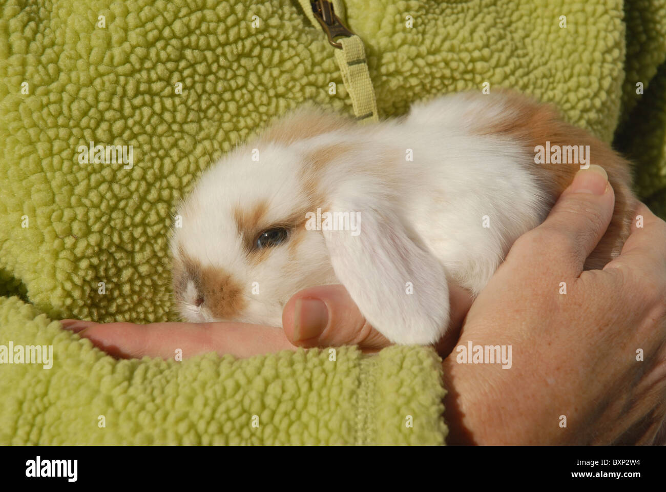 woman holding baby lop-eared rabbit, c/u Stock Photo